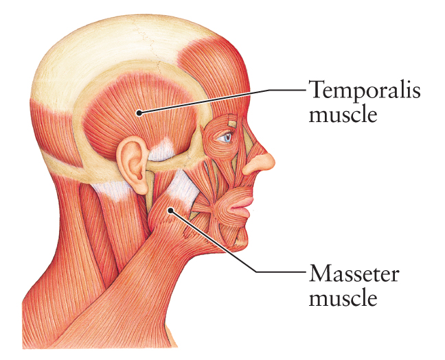 anatomy head muscles