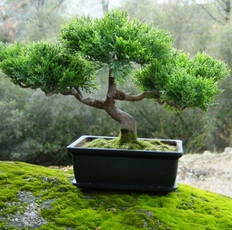 Bonsai Dan Tanaman Hias Contoh Bonsai Taman 6