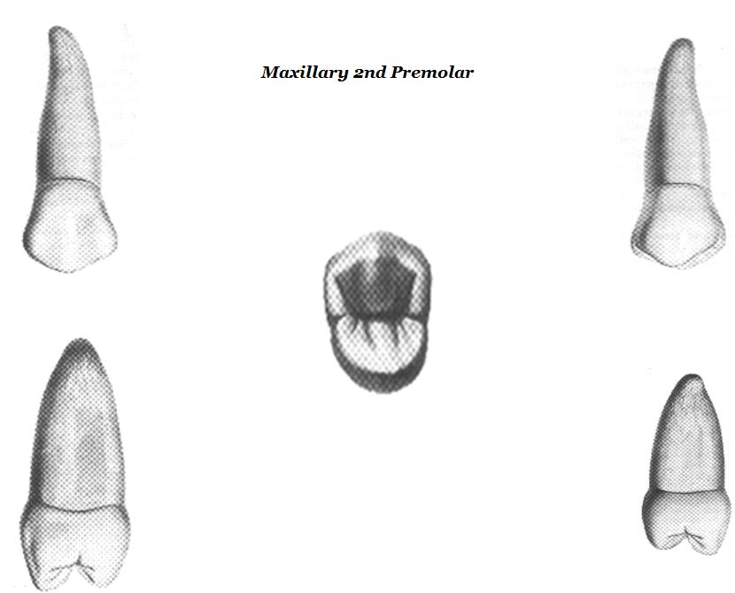 Premolar Tooth