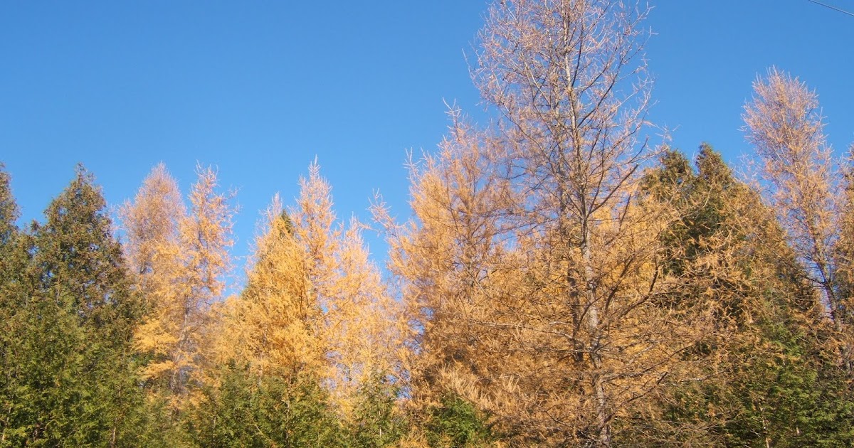In The Garden Tamarack trees
