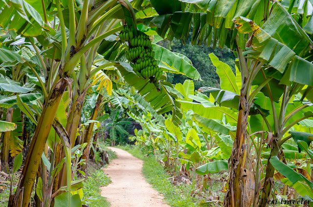 way to mango tree restaurant hampi banana plantation