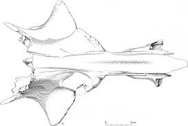 Mylohyus skull