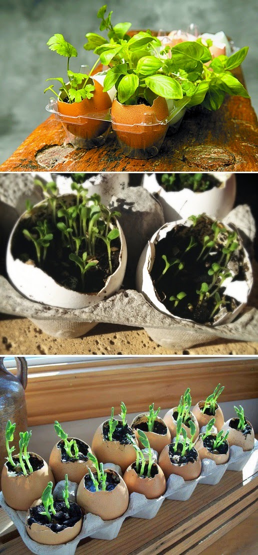 Planting seeds in eggshells My Favorite Things