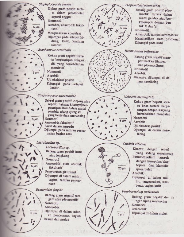 Morfologi Bakteri Pdf