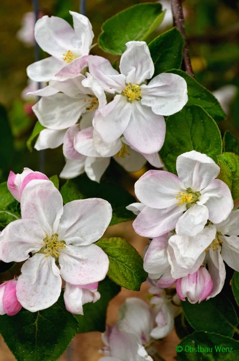 Apfelblüte
