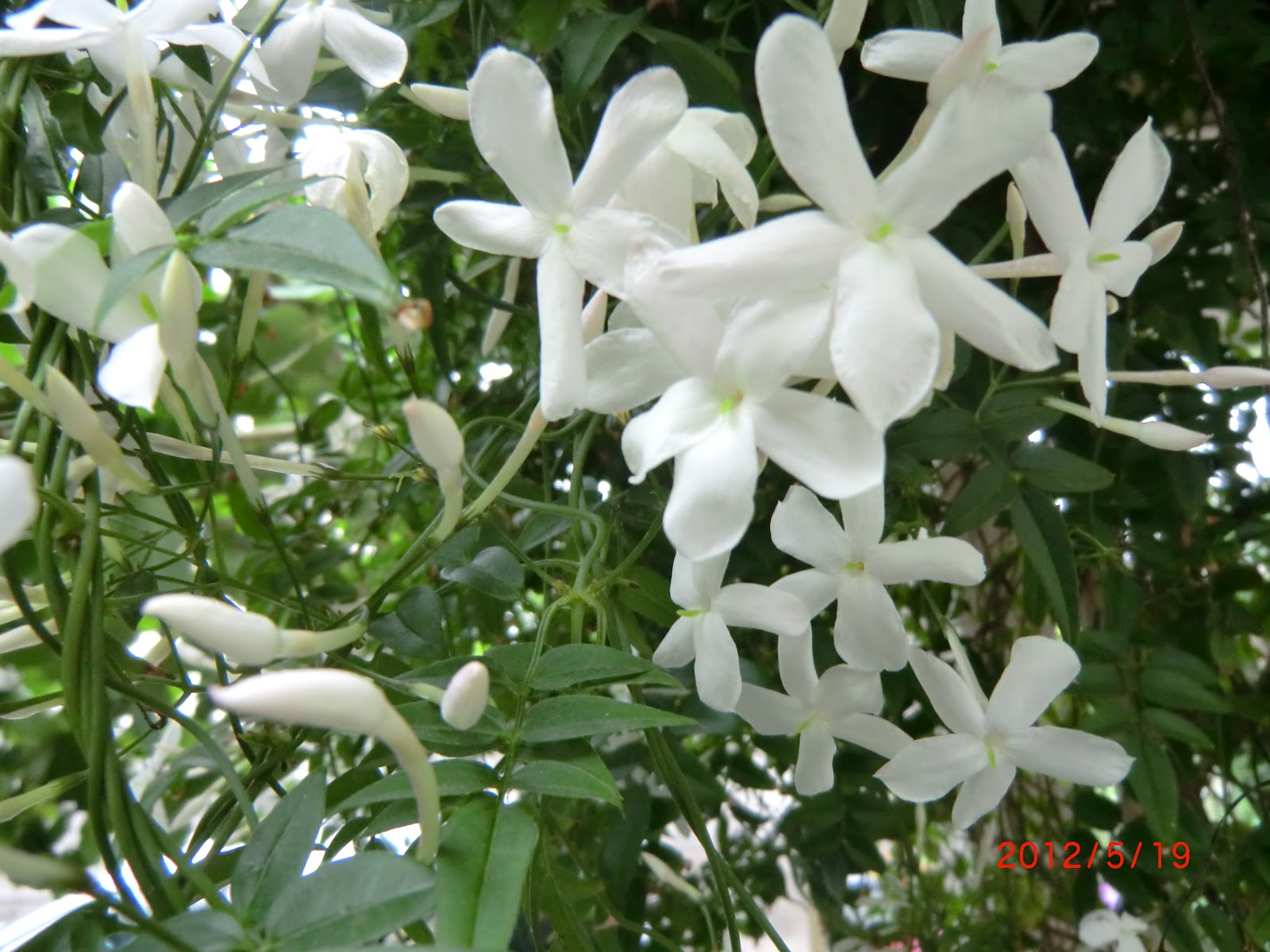 庭の草花 ジャスミン２種 香りがいいですね マダガスカルジャスミン ハゴロモジャスミン