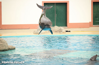 fotografia do golfinho