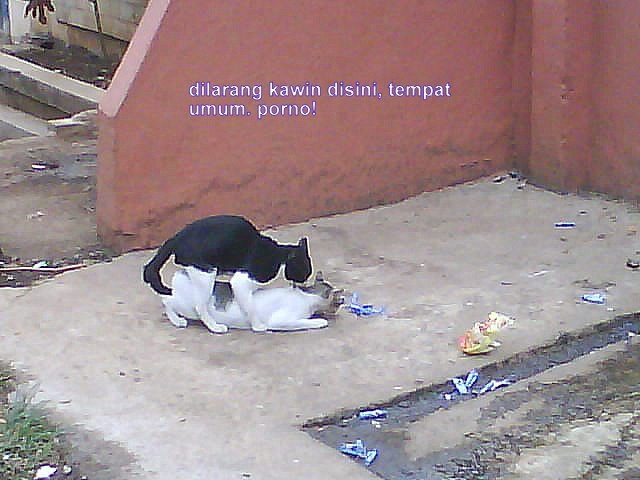 My world in words: anjing kawin, begitu pula kucing