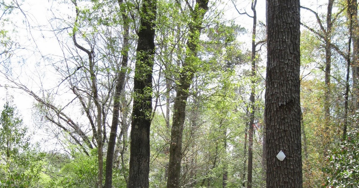 New Orleans Outdoor Companion Day hiking Black Creek Wilderness and Red Hills in De Soto