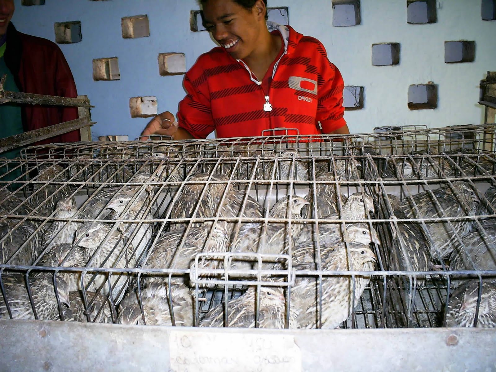 Viveiro Com Codornas