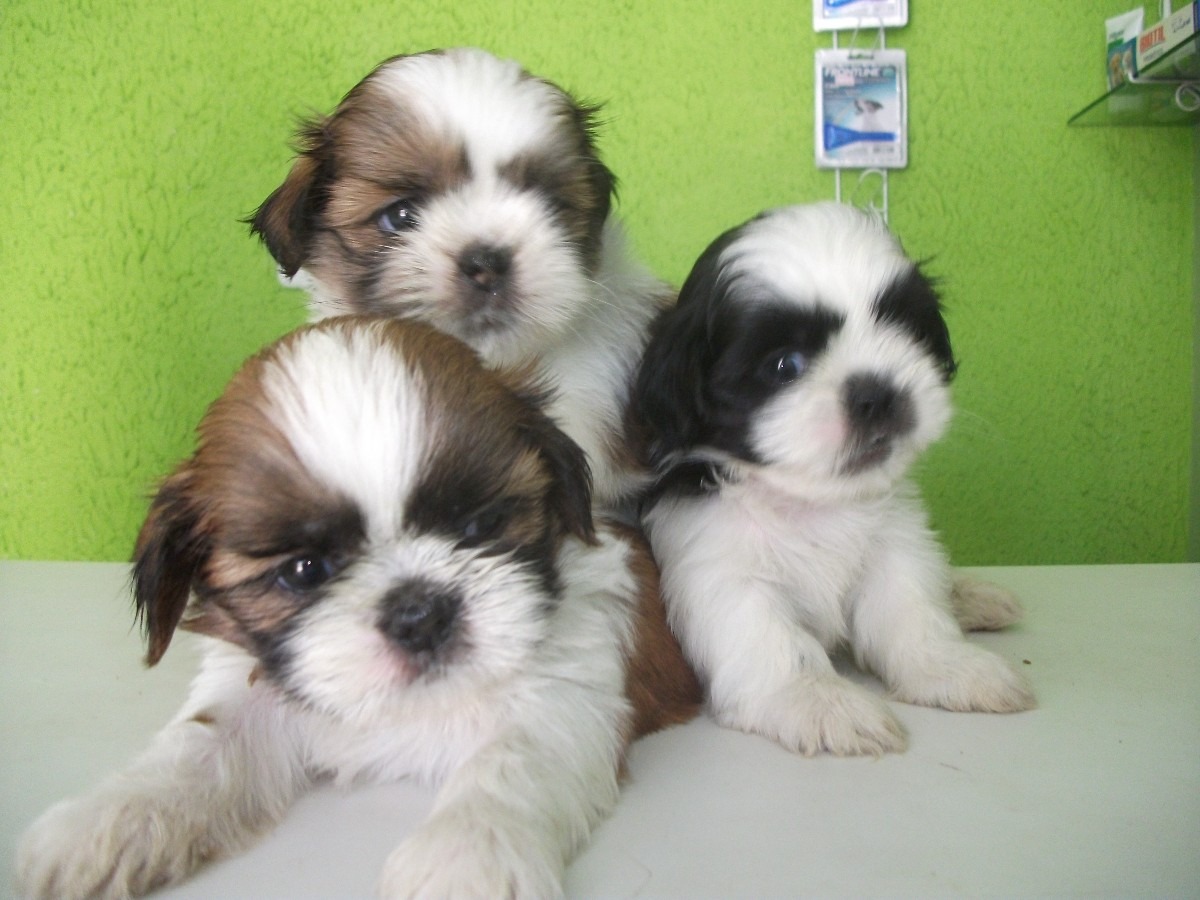 CANIL BRENDA Filhotes de Pinscher Puro, Shitzu e Lhasa.