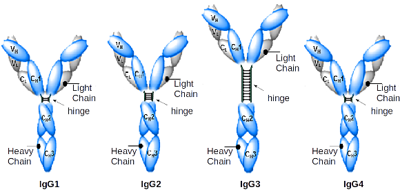 Yervoy, Keytruda (MK3475), and Opdivo antibody IgG1 vs IgG2 vs IgG3 vs IgG4 structure and diagram - detailing immunoglobulin domains plus hinge regions of anti-CTLA-4 and anti-PD-1 antibodies, Merck / MSD, Bristol-Myers Squibb and Roche / Genentech - in easy to understand picture Antibody IgG1, IgG2, IgG3, IgG4 structure and diagram - detailing immunoglobulin domains plus hinge regions related to Yervoy, Keytruda, Opdivo anti-CTLA-4 and anti-PD-1 antibodies