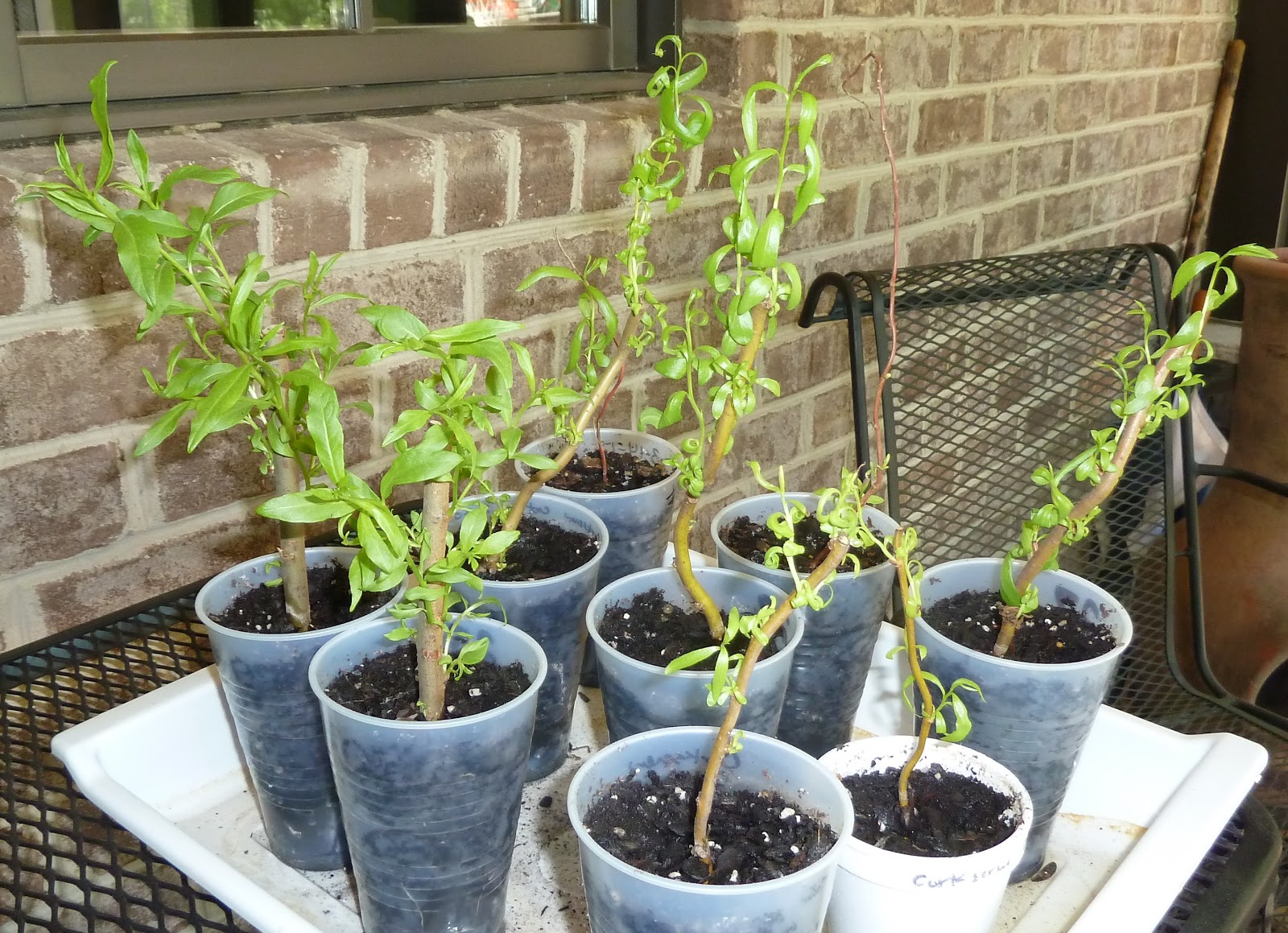 Cheryl's 2 Cents' Worth Growing Pussy Willows and Curly Willows