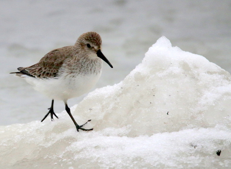 Mixenden Dunlin