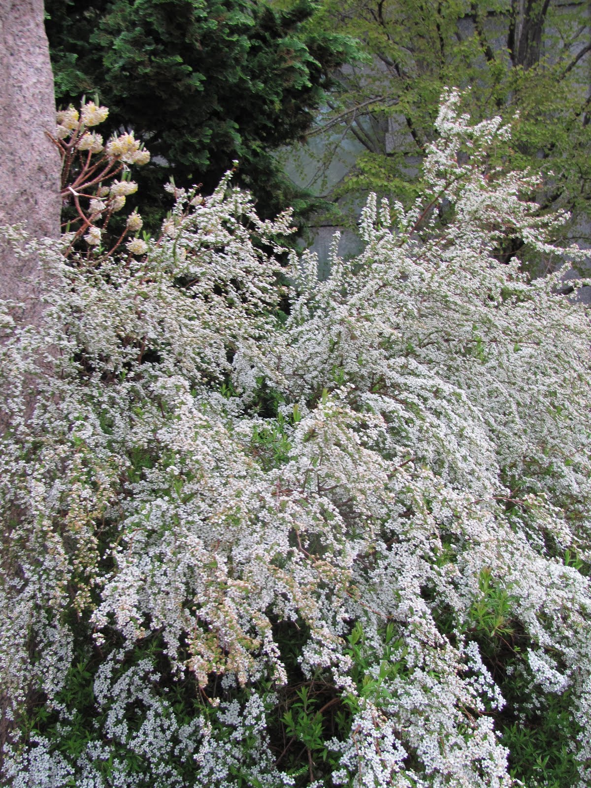 Arborboy Shrub Of The Week Spiraea Thunbergii