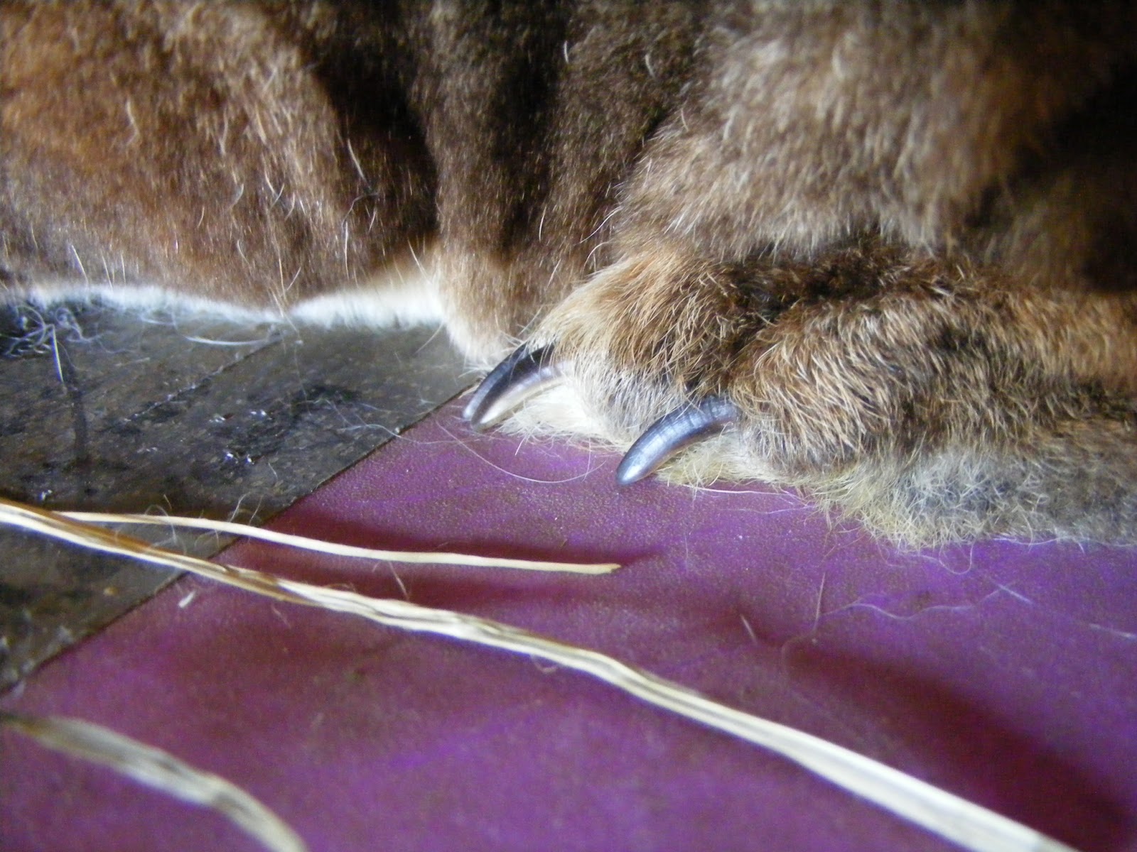 Life From Scratch Guide to Clipping a Rabbit's Nails