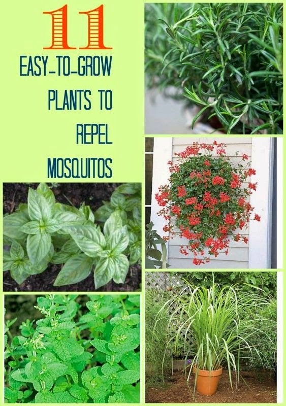 Easy to grow plants to repel mosquitos Pest_Control My Favorite Things