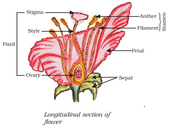 ncert biology solution longitudinal