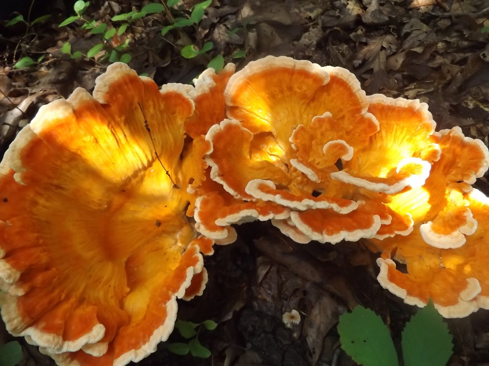 woods mushrooms chicken chanterelle foraging mushroom july vegans land living haul below