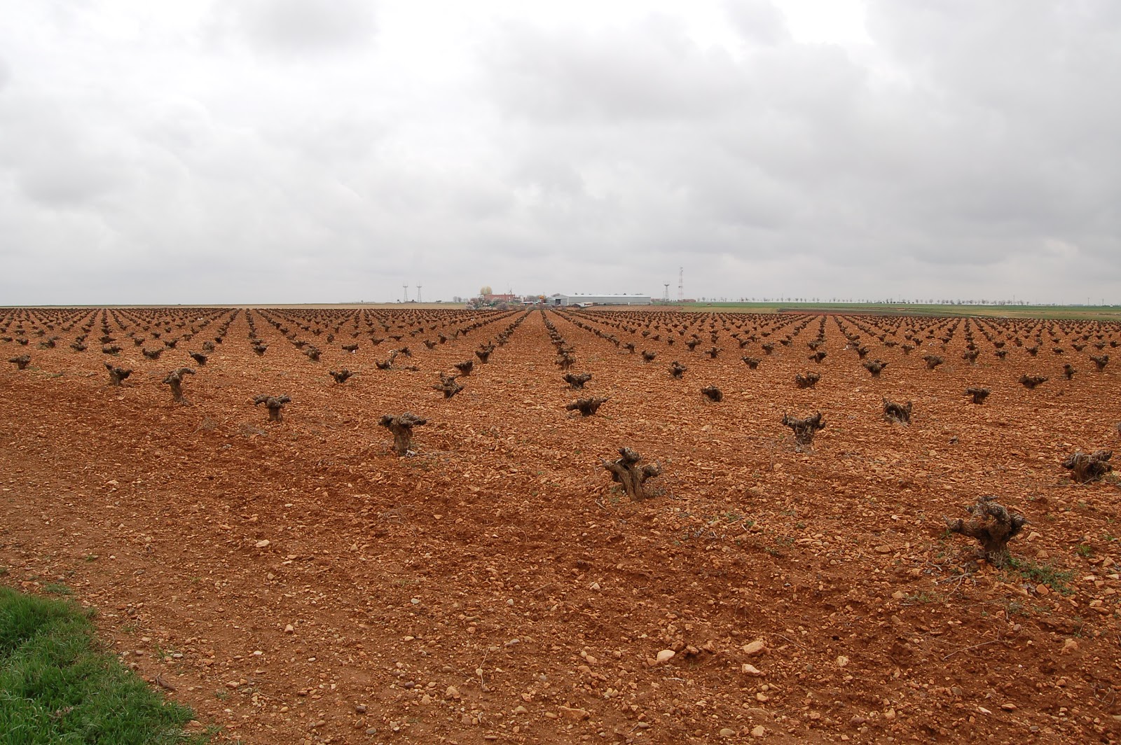 MARTINDELACADENA VILLATOBAS Etapas anuales del viñedo