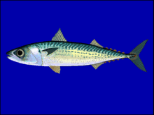 ikan tenggiri