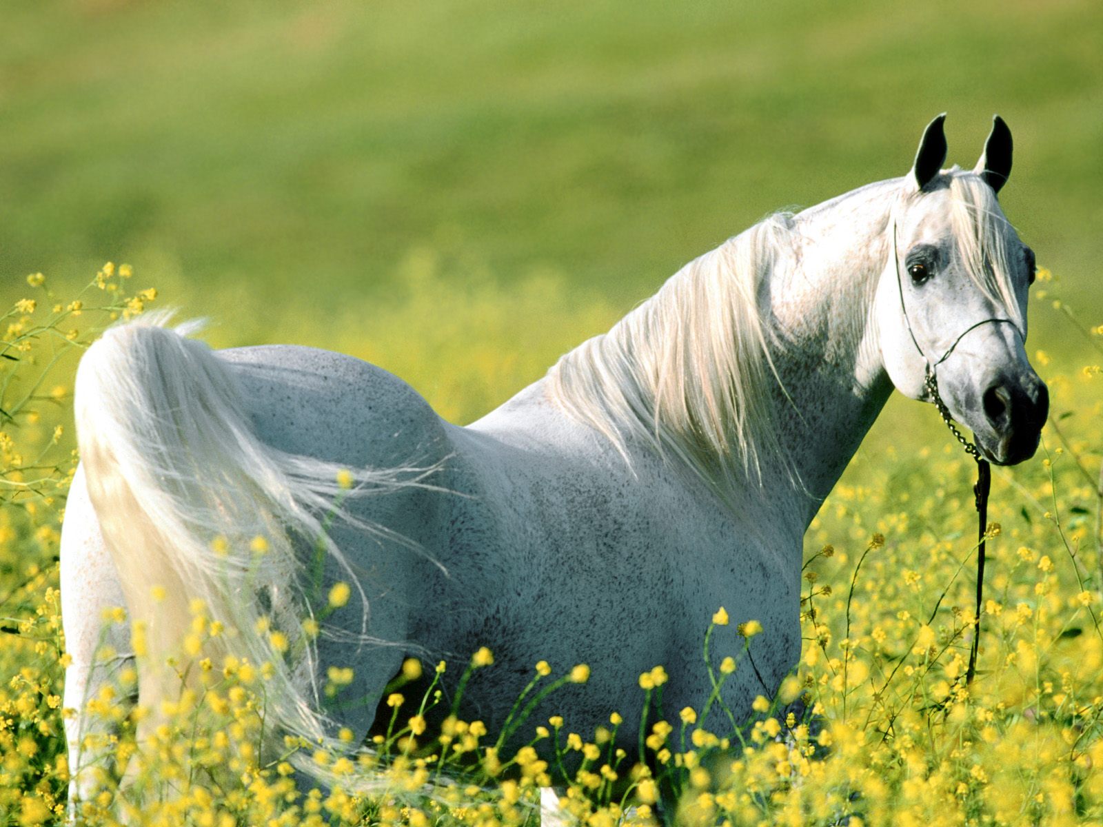 Horse Wallpapers Wild Horses Photos - HD Animal Wallpapers
