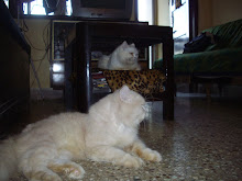 Living with cats in Mumbai.(Sunday 31-9-2012).