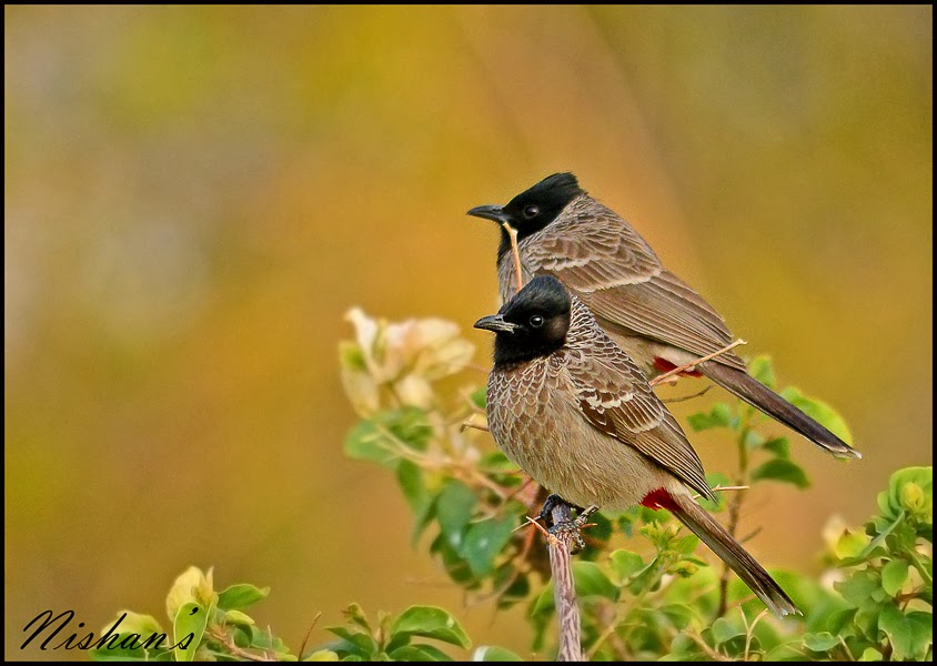 Essay on bulbul image
