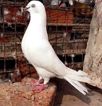 indian highflyer pigeon high flyer pigeon in india