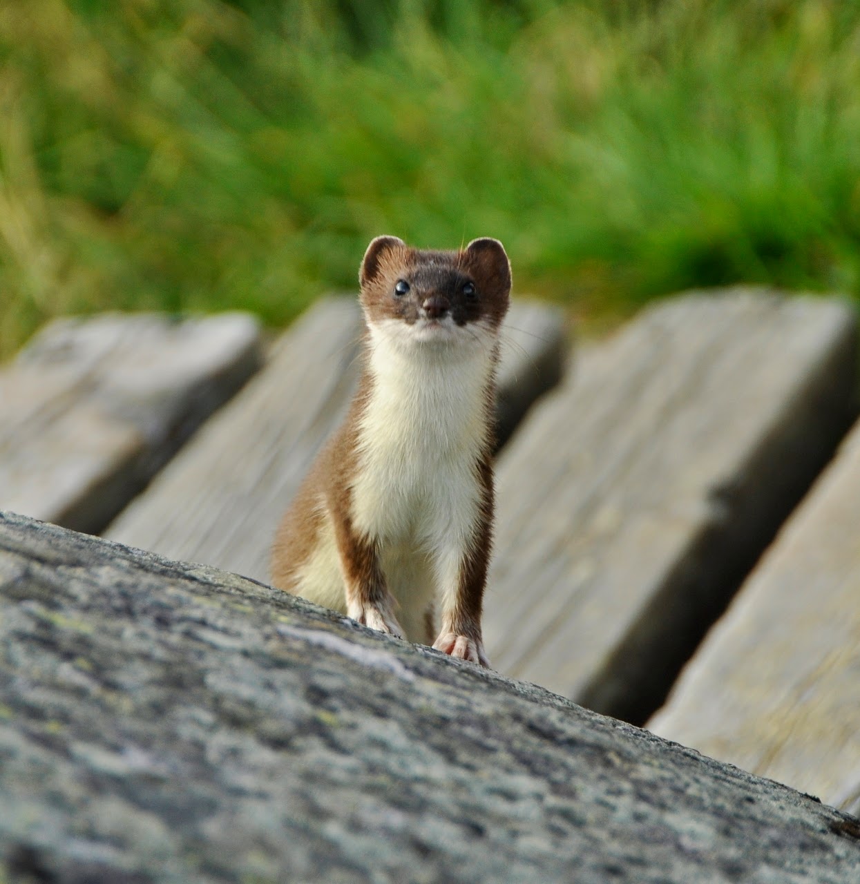 Norsk Zoologisk Forening Sorlandsavdelingen Royskatt Mustela Erminea