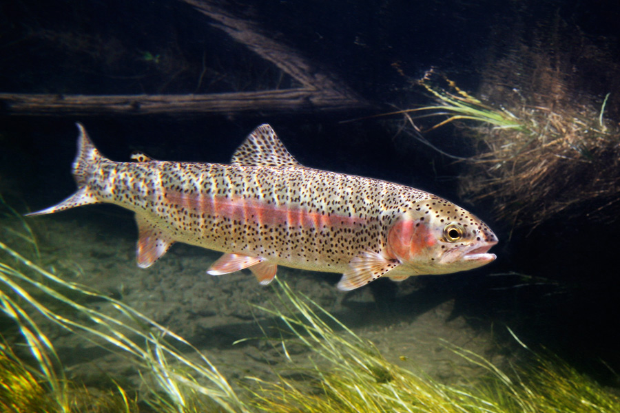 North American Native Fishtanks — Keeping Trout, various members of the  Family