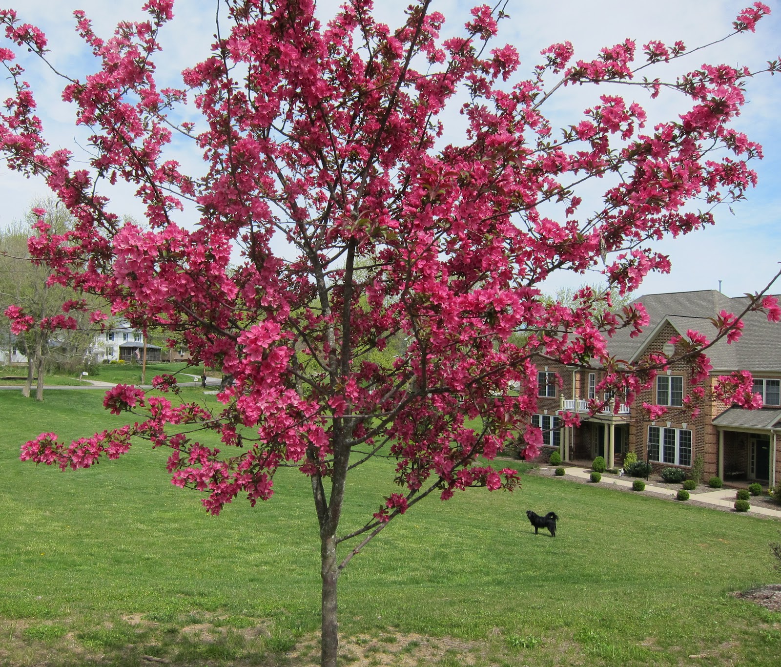 Whistling Prairie Crab Apple Tree in Full Bloom