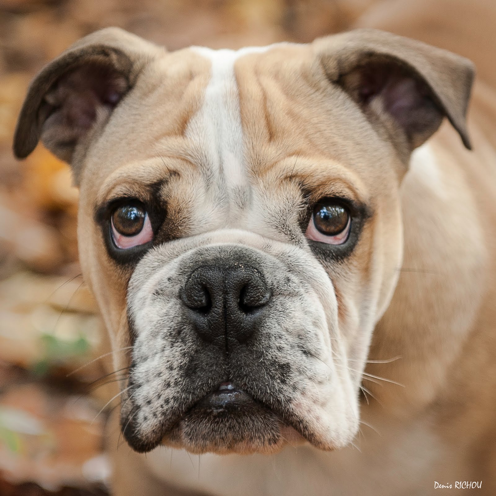 rencontre bulldog
