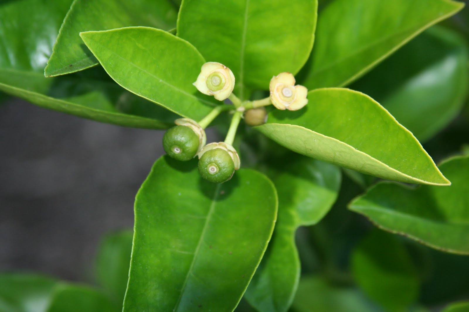 Brindavan in the Bay Area The Fruit Farm in 2011