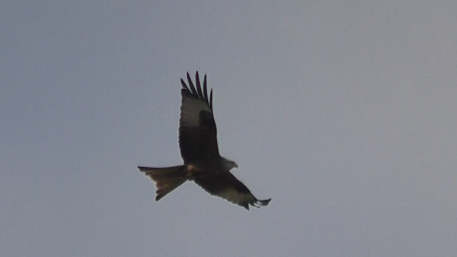 Animals and kids Red Kite eating in Mid Flight