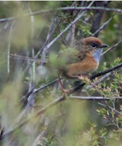 Southern Emu-wren