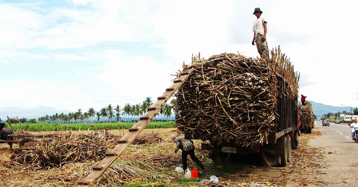 textspin Sugar Cane Farmers in the Philippines