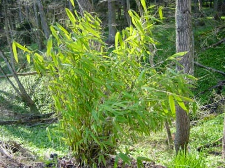 Bambus garten Bambus Deutschland