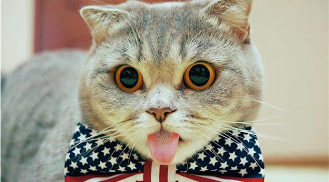 kucing persia paling comel, lucu, dan imut