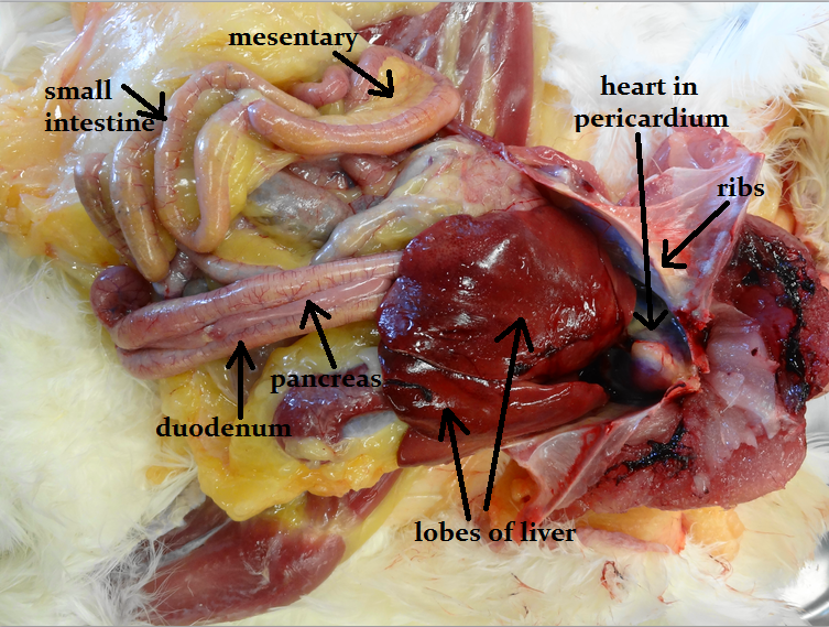 Animal Science Chicken Dissection: Gastrointestinal System