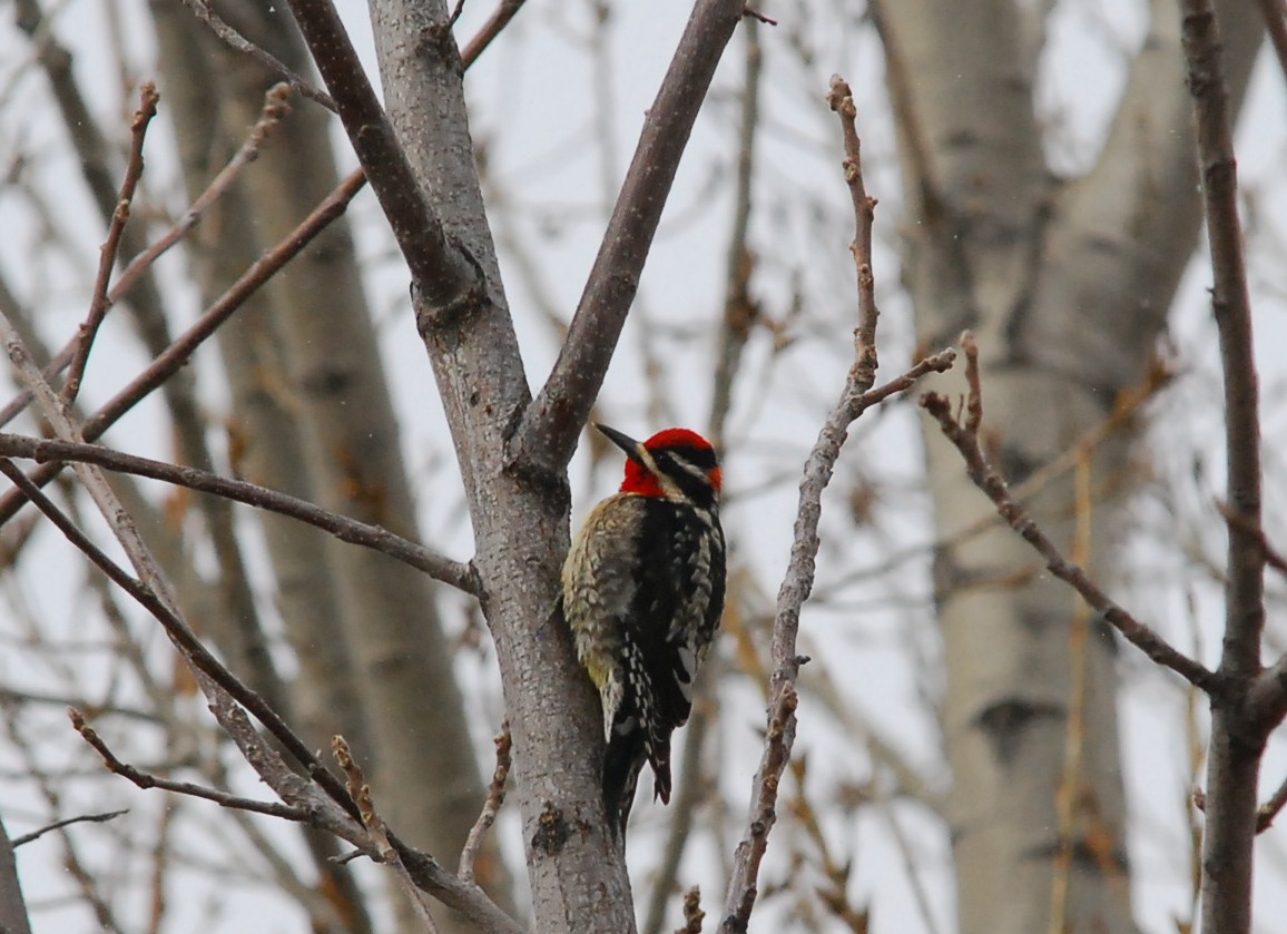 Sapsucker Bird