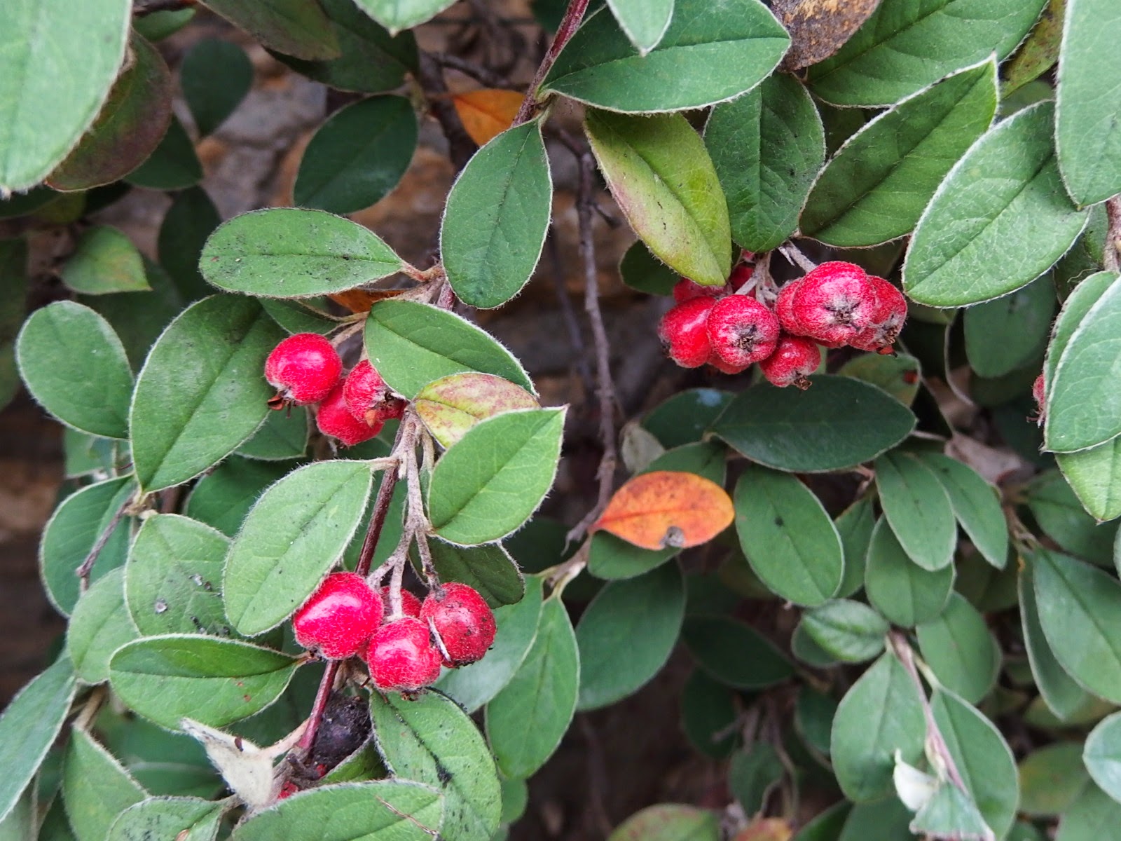 The Outlaw Gardener Cotoneaster Parneyi Lacteus My Favorite