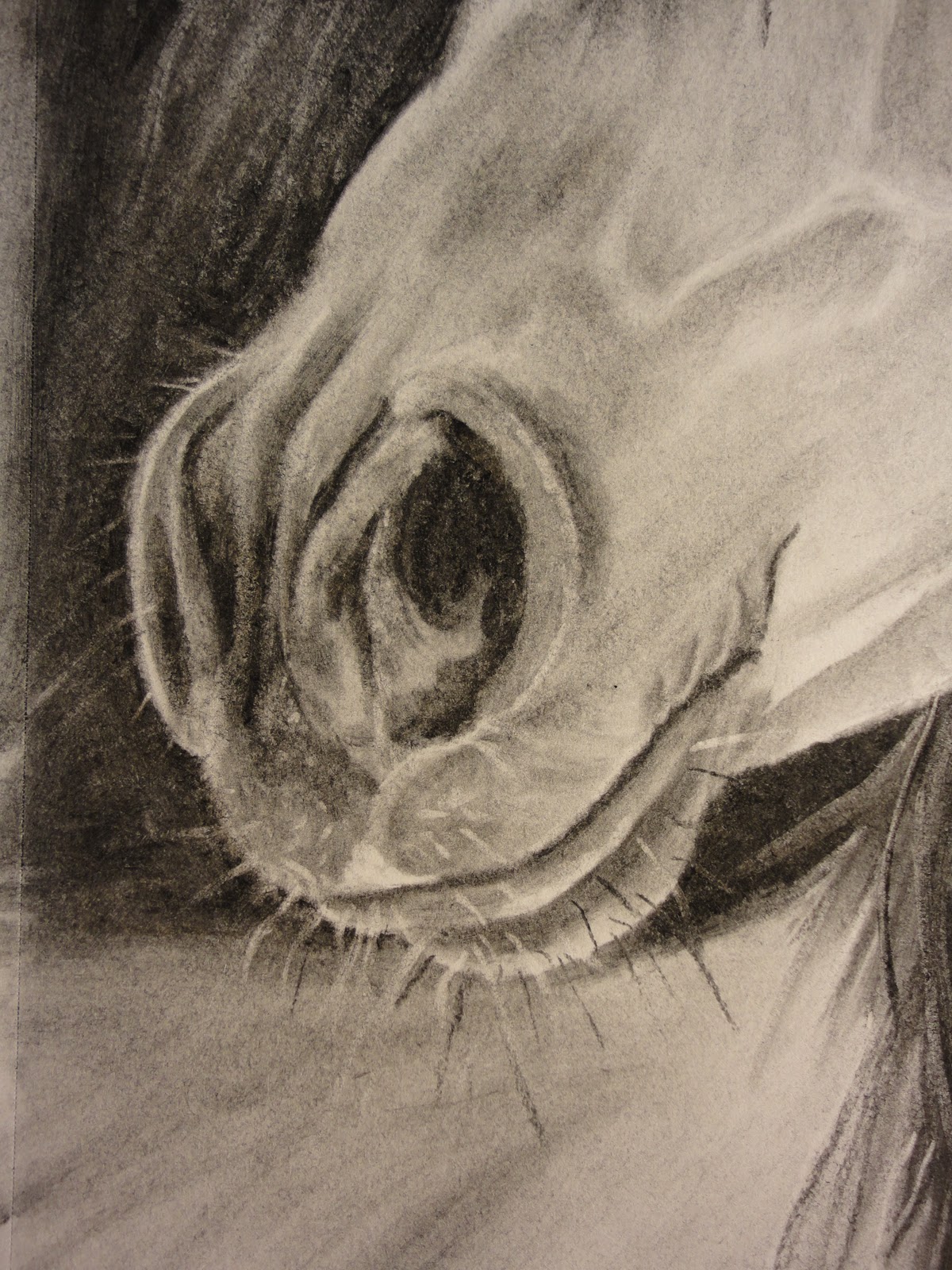 Horse Face Profile
