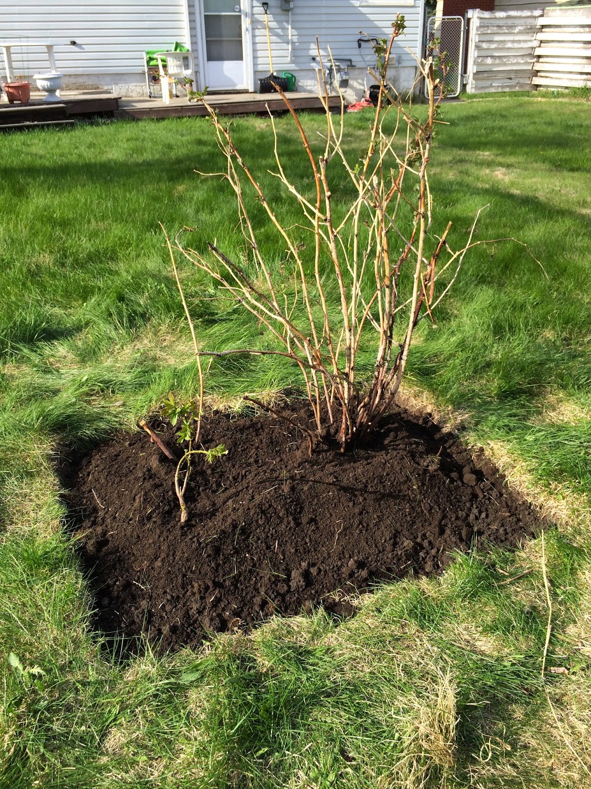 Ian's Urban Plot: 2015 Berry Bush Plans