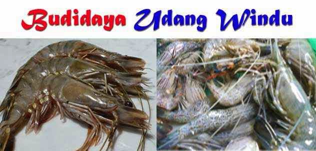 budidaya udang windu