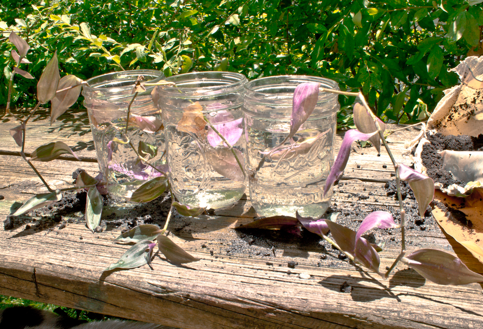 Craft Knife Propagating the Wandering Jew