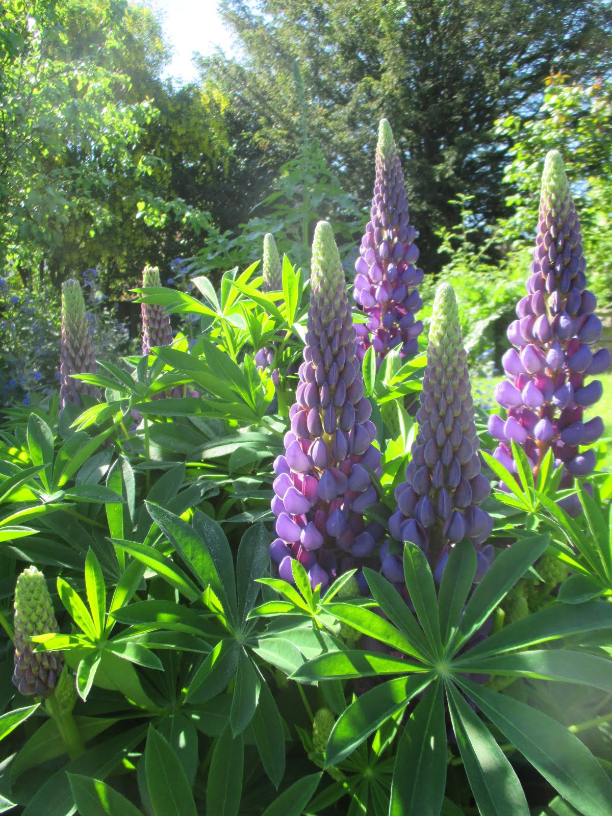 Lupins in our Cottage Garden