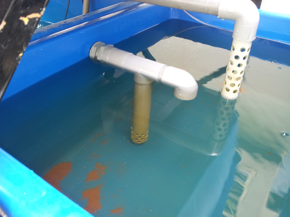 Affnan's Aquaponics: CRAFTS Double Siphon Flush Test