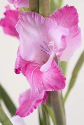 Gladioluses Gladioluses