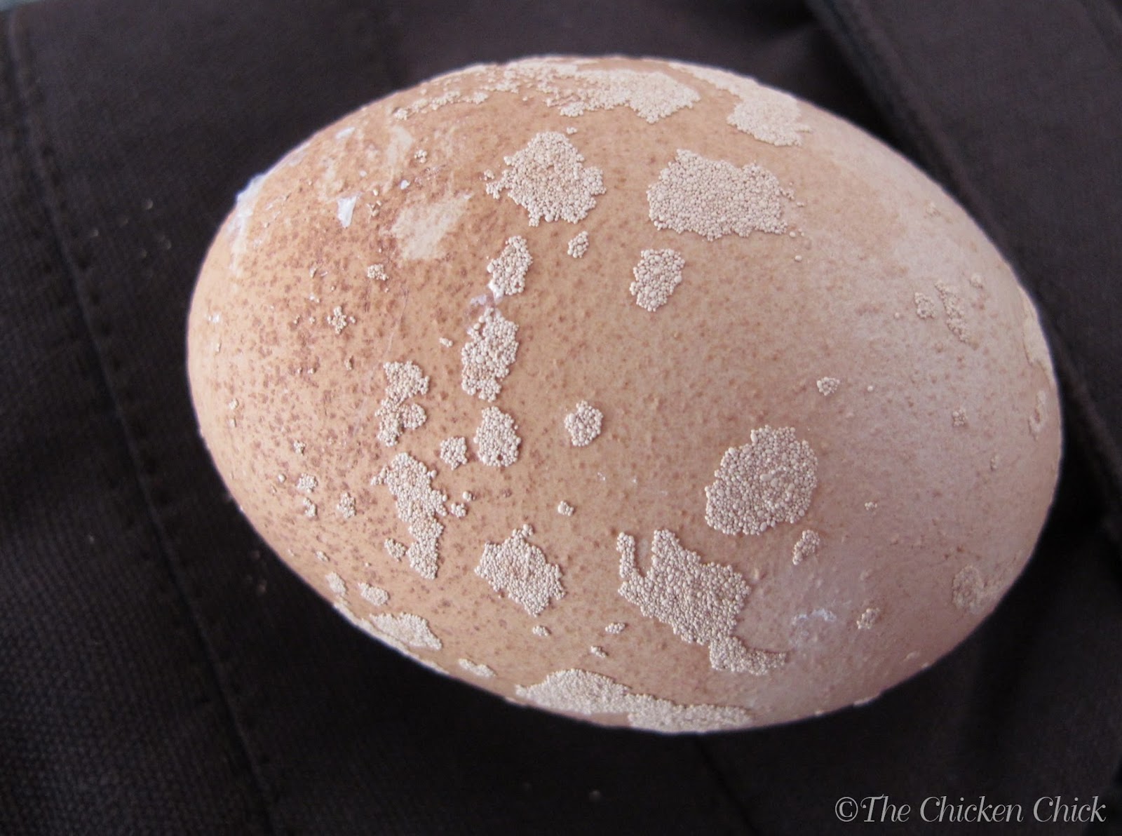 For Strong Eggshells, Size Matters The Chicken Chick®